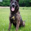 K9 Vrijheid's Emiliano